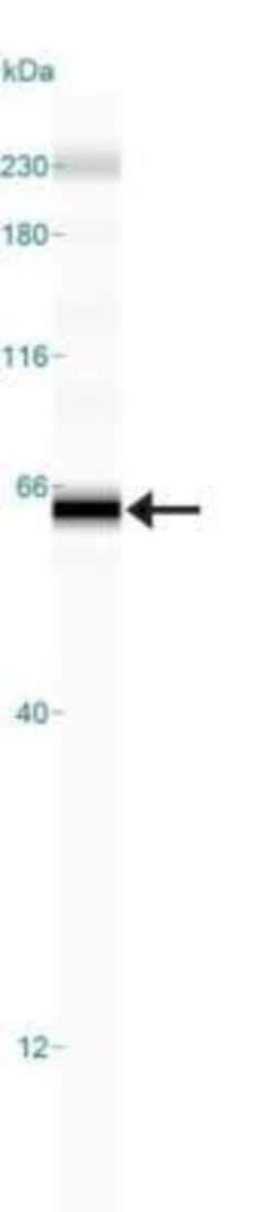 TRAILR1/TNFRSF10A Antibody (32A1380) - BSA Free, Novus Biologicals:Antibodies:Primary